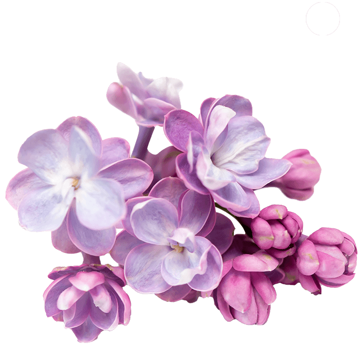 Beautiful flowers.